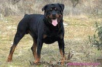 kinolog
